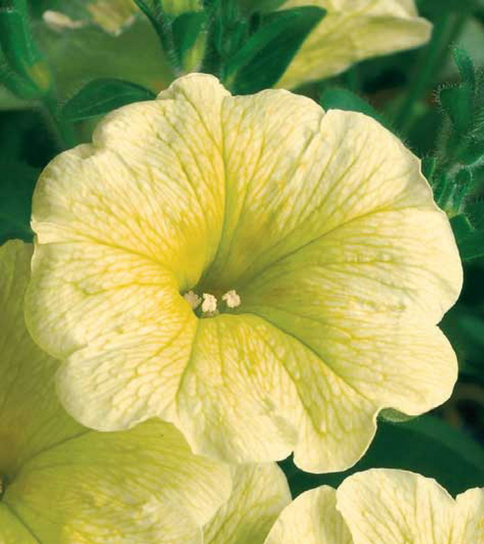 Сурфиния Патио Викотриан Еллоу